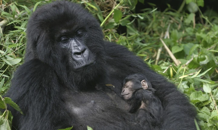 A mother gorilla with her young baby in the forests of Rwanda