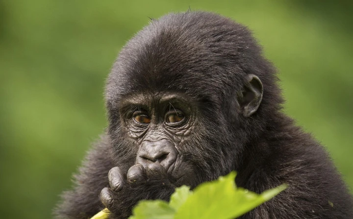 See gorillas in their natural habitat in Volcanoes National Park, Rwanda
