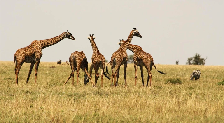 Giraffes huddle together in Maswa Nature Reserve