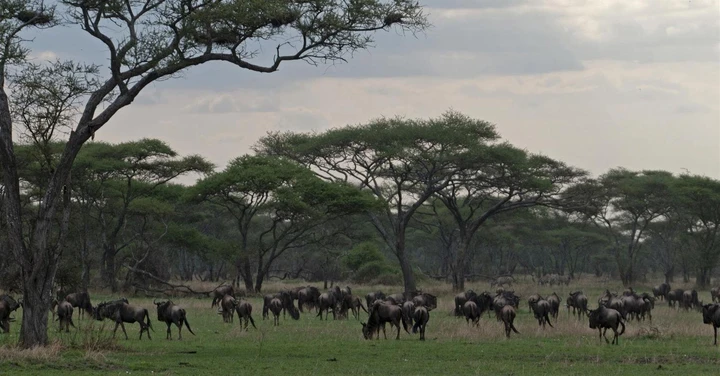 Wildebeest in Maswa Nature Reserve