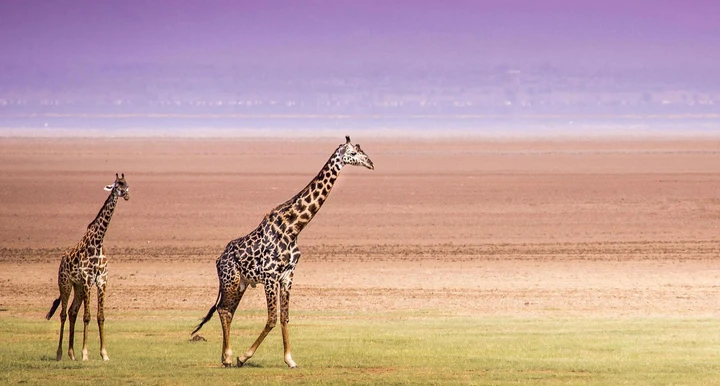 Watch nature integrate all of its beautiful colours and animals to create surreal scenes of beauty