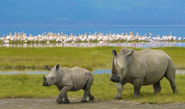A mother rhino keeping her calf close by in Ngorongoro Crater, Tanzania