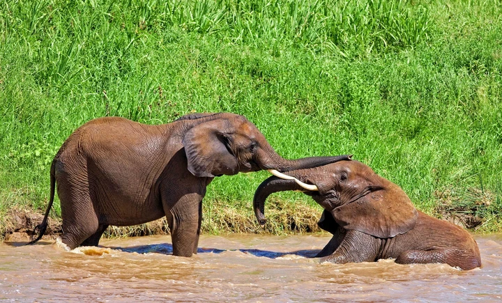 Elefantes jugando en el borde del río Tarangire