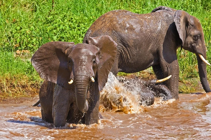 Elefantes jugando en el agua en el Parque Nacional de Tarangire
