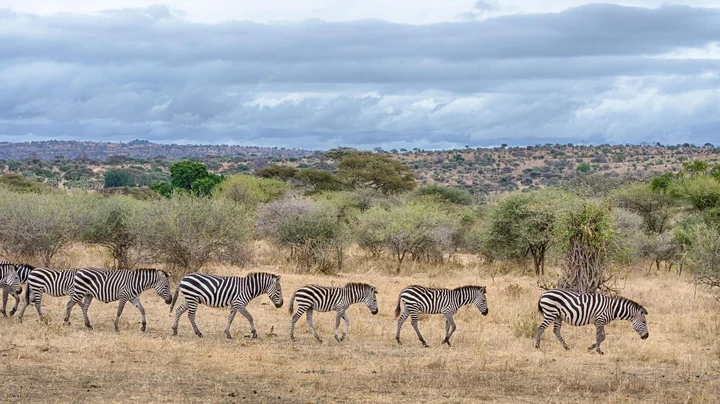 Manada de cebras cruzando el Parque Nacional de Tarangire