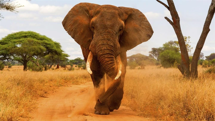 El elefante, rey absoluto en el Parque Nacional de Tarangire, Tanzania
