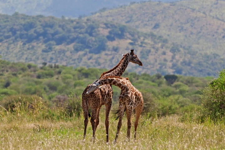 Dos jirafas jugando en el Parque Nacional de Tarangire, Tanzania