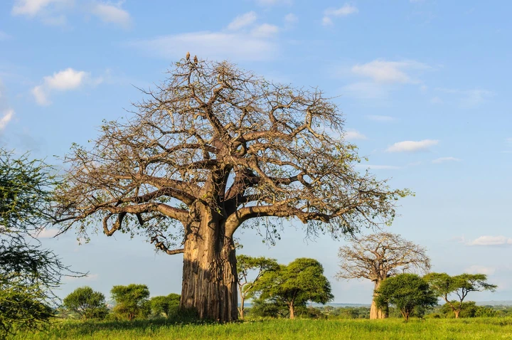 Árbol Baobab con águilas en el Parque Nacional de Taranguire