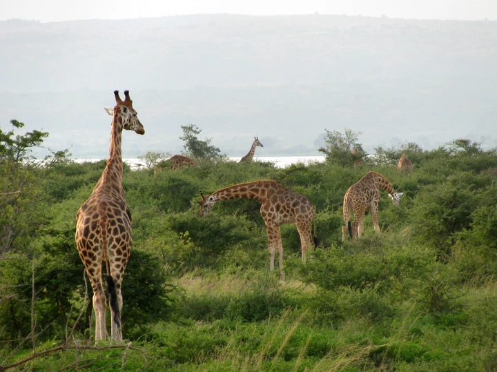 Girafes dans le parc des Chutes Murchison