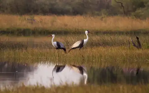 Combinando el delta del Okavango con el Chobe