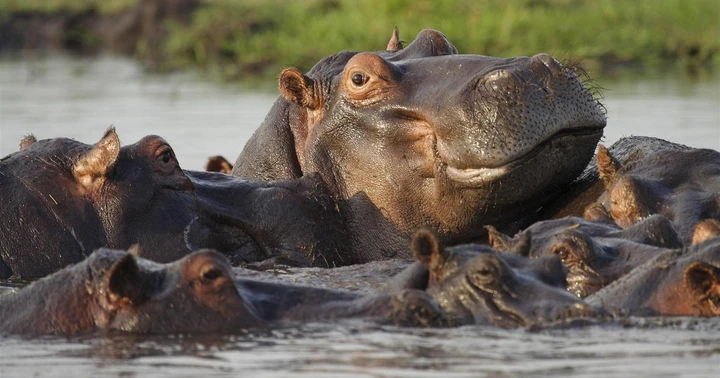 Hippos swimming in the Chobe River