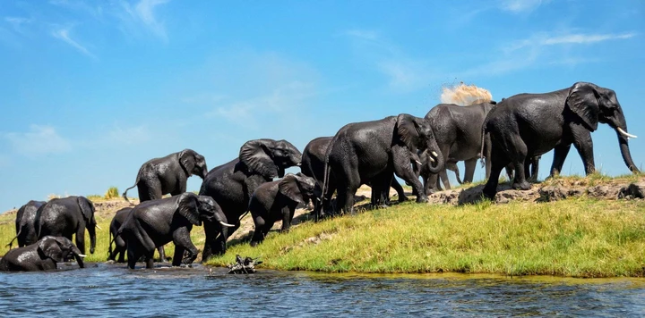Elephants crossing the river, Chobe National Park