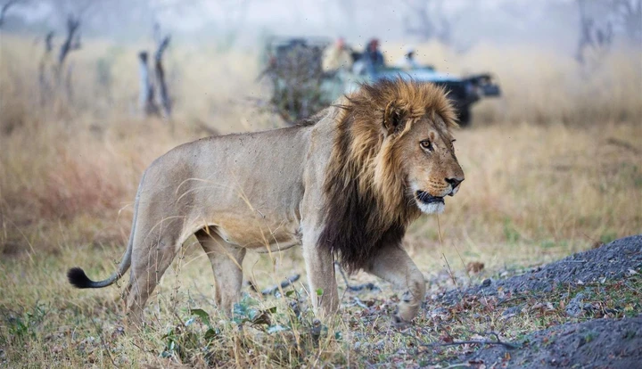 A sighting of a fierce male lion in Chobe National Park