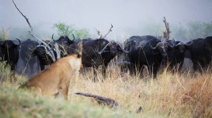 Lion stalking some buffalo, Chobe National Park