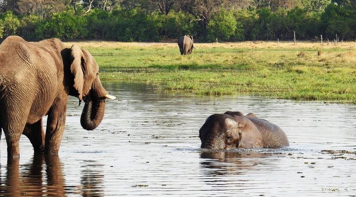 Eléphants nageant dans le Delta de l'Okavango