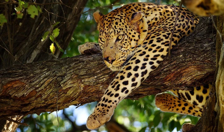 Léopard grimpant dans un arbre, Réserve de Moremi