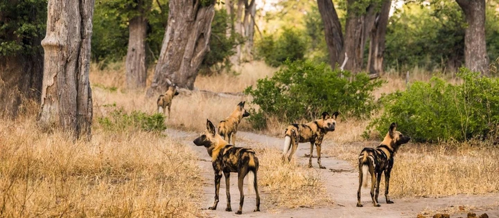 Chiens sauvages d'Afrique, Reserve de Moremi
