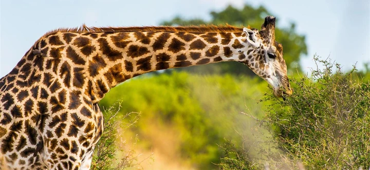 Giraffe broutant, Réserve de Moremi
