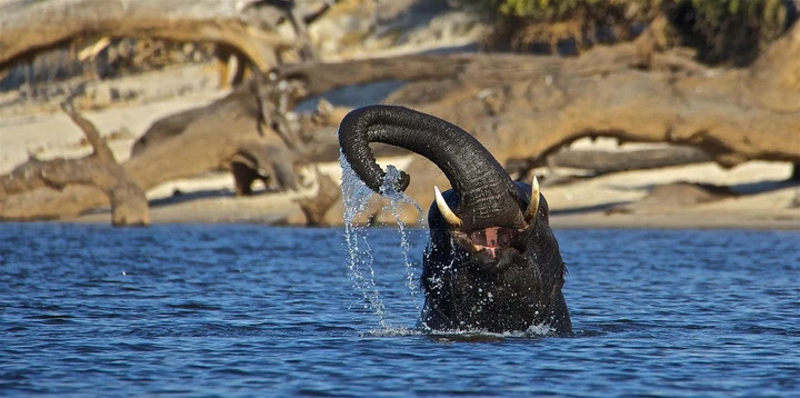 An elephant cooling down in the river, Namibia