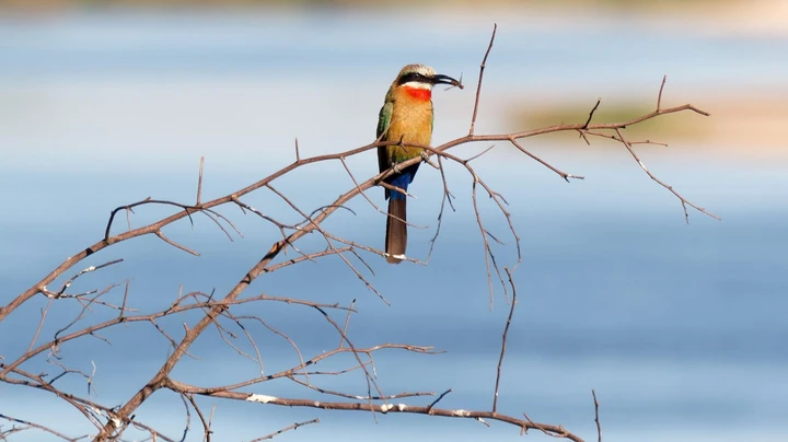 See abundant bird life in Caprivi region, Namibia