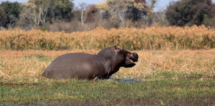 Begeben Sie sich im Bwabwata Nationalpark auf Safari