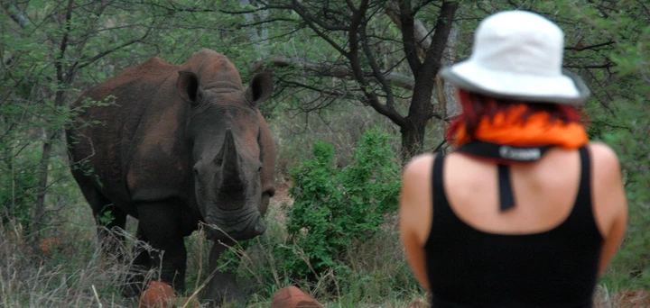 A rhino emerges from the veld in Waterberg