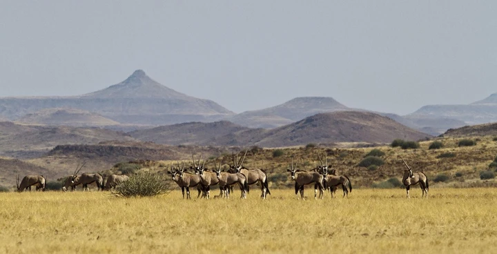 Gemsbok graze in the lush grasses of Damaraland
