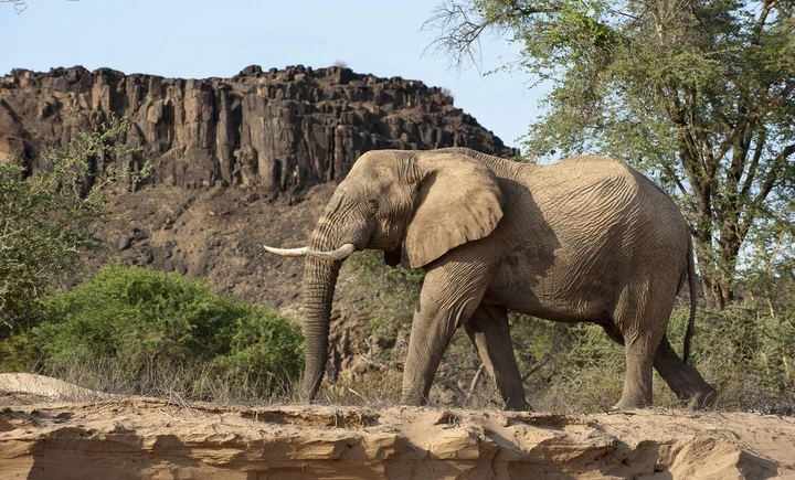 An elephant marches along in Damaraland