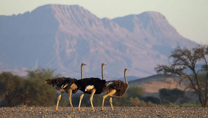 Ostriches strut together through Damaraland