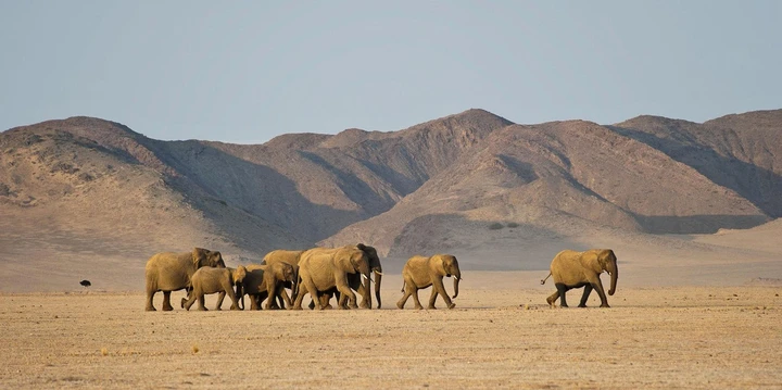 Elephants walk together through dusty plains in Damaraland
