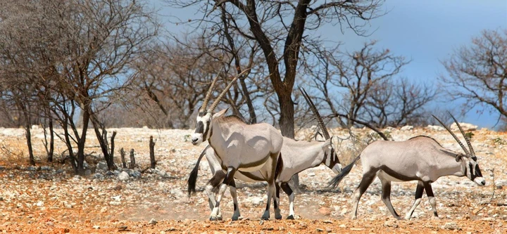 Oryxantilopen im Ongava Game Reserve