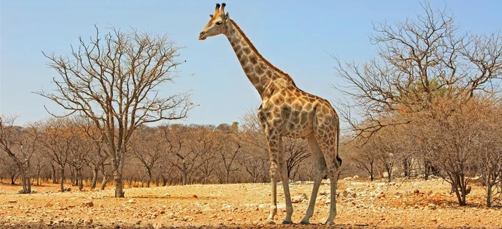 Giraffe im Ongava Game Reserve