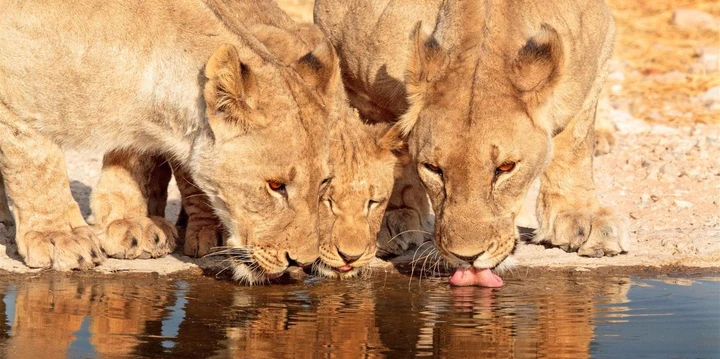 Löwen am Wasserloch im Ongava Game Reserve