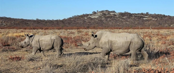 Breitmaulnashörner im Ongava Game Reserve