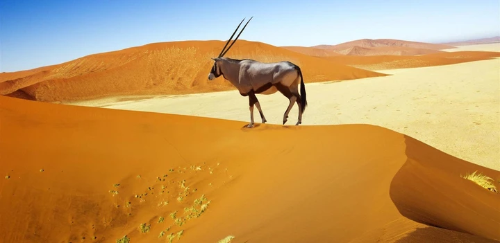 L'oryx est une des espèces les mieux adaptées au rude climat namibien