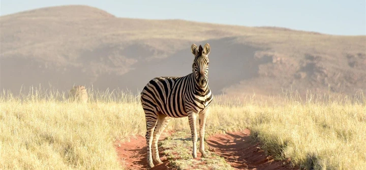 Hier treffen Besucher auf Zebras und andere Wildtiere