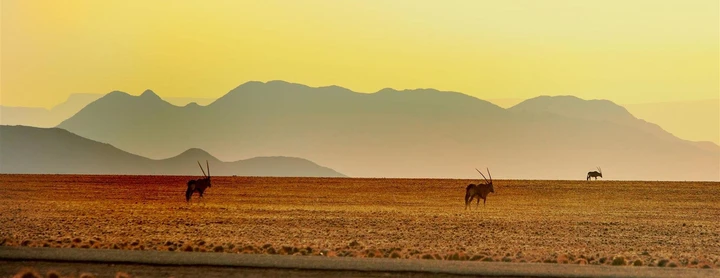 Oryxantilopen sind in Namibia allgegenwärtig.