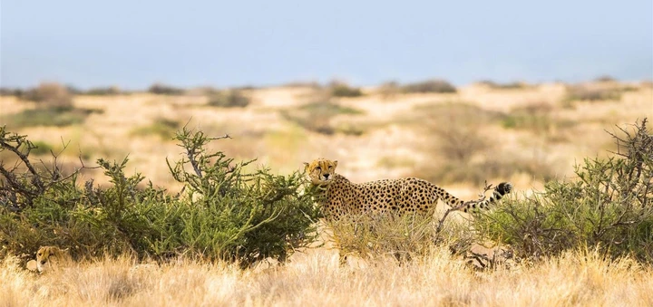 Gepard in der Grassteppe um Solitaire
