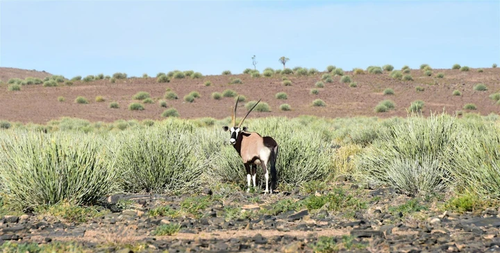 L'oryx compte parmi les nombreuses espèces qu'on peut observer à proximité du Canyon