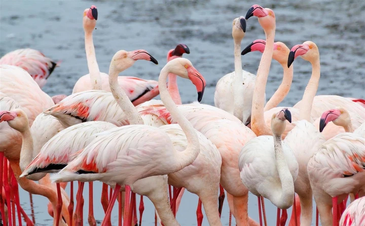Flamingos se reúnem em torno de lago na região de Swakopmund