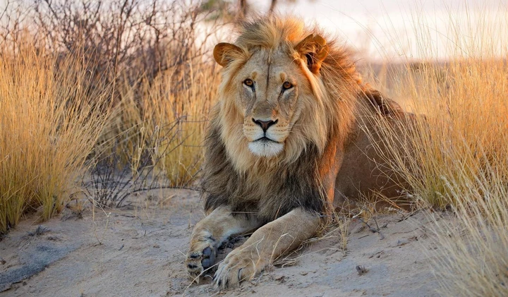 Der König der Tiere. 