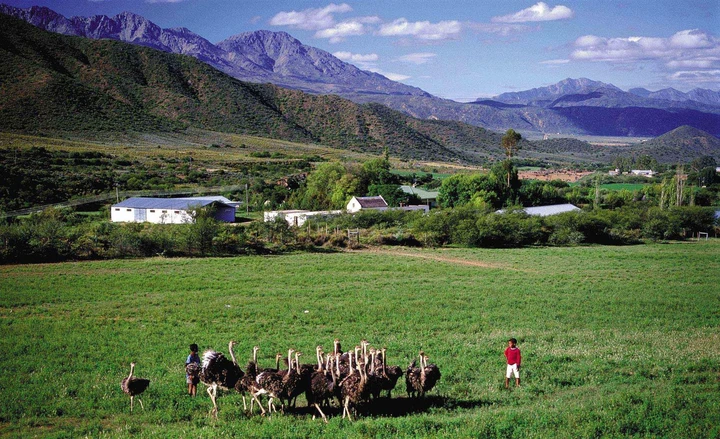 Enjoy the tranquility of all the beautiful ostrich farms and landscapes, South Africa