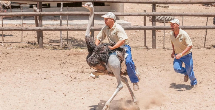 Take a thrilling ride on the back of an ostrich, Oudtshoorn, South Africa