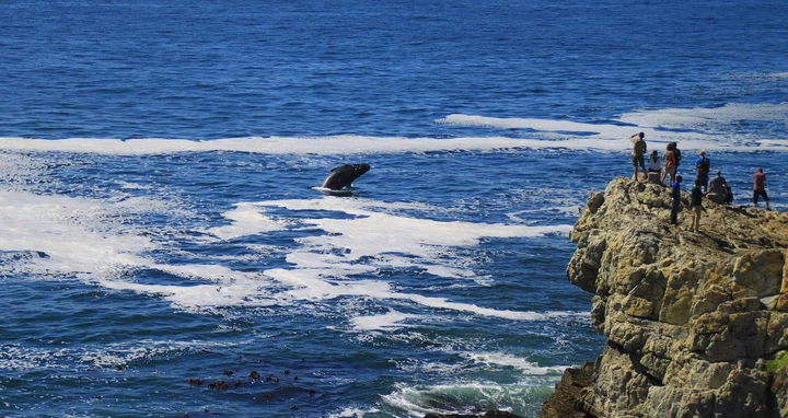 Uma viagem pela Rota Jardim não é completa sem uma parada em Hermanus