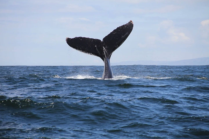 Observar baleias em Hermanus é uma experiência para a vida toda
