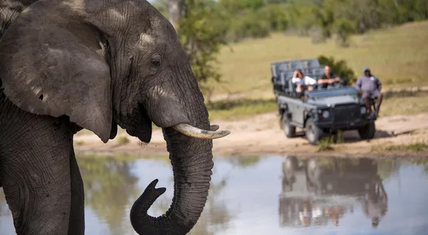 Tailor-made Kruger National Park tours and safaris