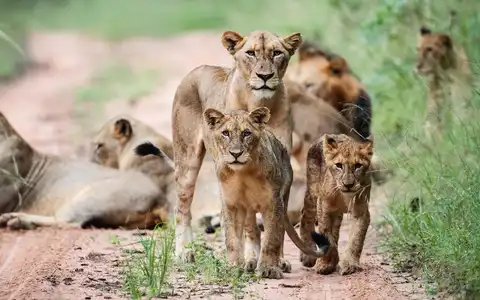 Les trois incontournables de l'Afrique australe