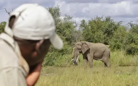 Uma aventura africana entre grandes mamíferos