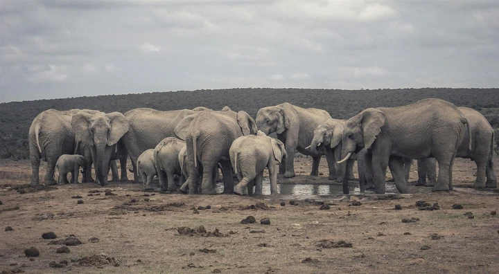 Experience the majestic herds of elephants roaming the Addo Elephant Park, South Africa
