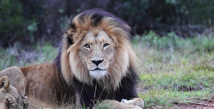 A majestic lion showing off its mane, Eastern Cape